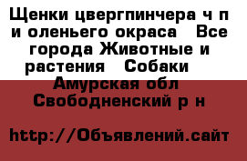 Щенки цвергпинчера ч/п и оленьего окраса - Все города Животные и растения » Собаки   . Амурская обл.,Свободненский р-н